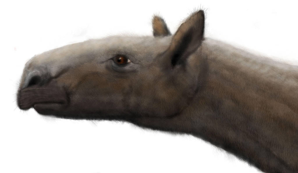 Forstercooperia totadentata by Zimices