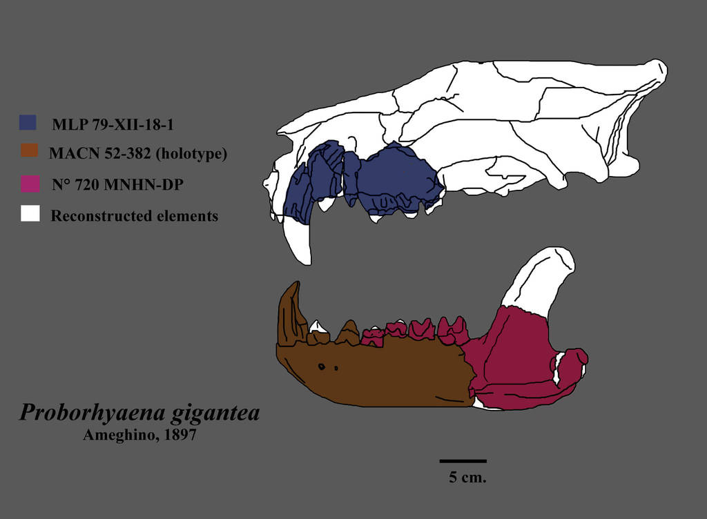 Skull of Proborhyaena by Zimices