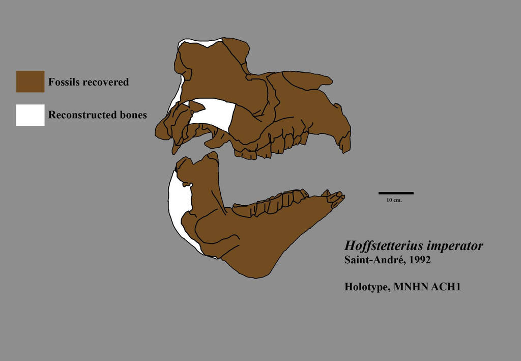 Hoffstetterius imperator - adult by Zimices