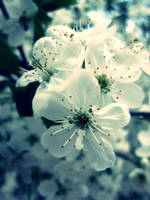 white. by are-you-dead-yet