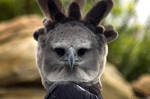 Harpy Eagle by ringtaillemur