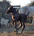 Foal- Stock 02 by Hikari-kirin