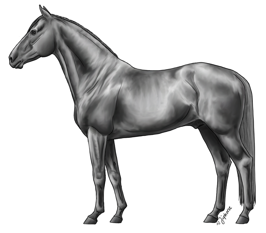 Warmblood Lineart By Jiphorse Greyscale by AquaSalt