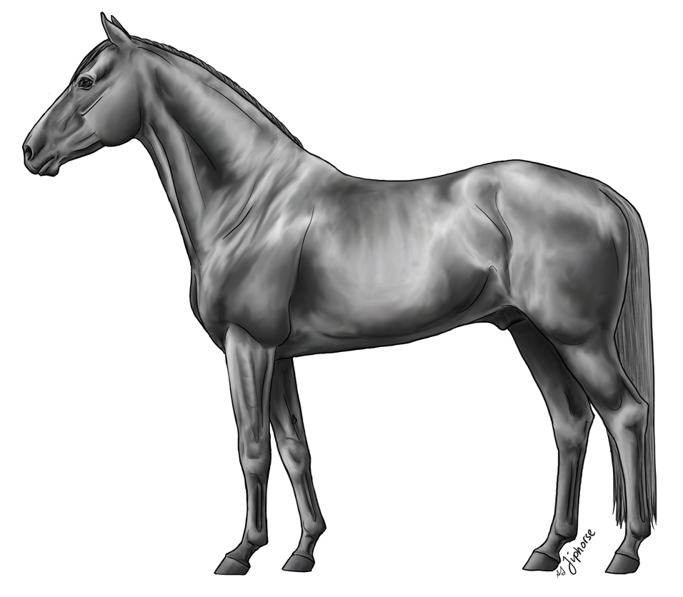 Warmblood Lineart By Jiphorse Greyscale by AquaSalt