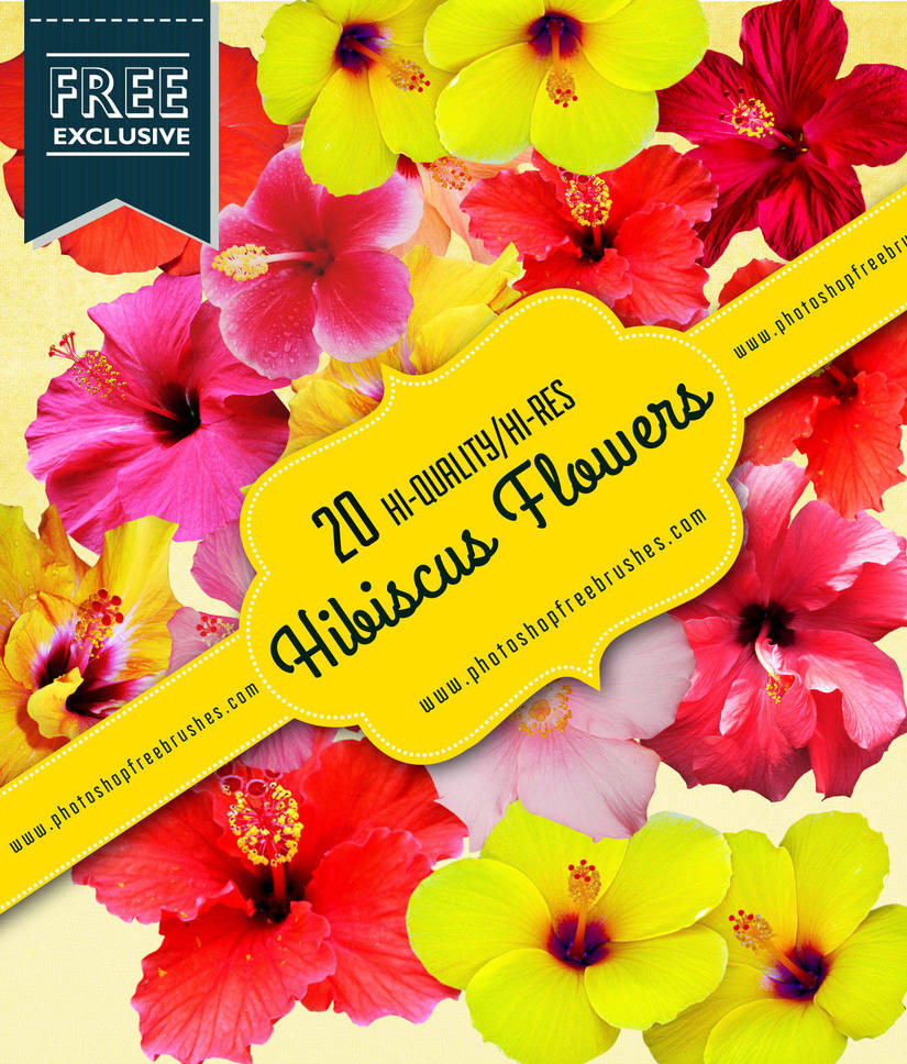 20 Free High-Res Hibiscus Realistic Flowers by fiftyfivepixels