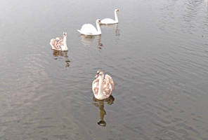 Stalking Swans by JasmineAlcorn