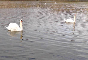 Stalking Swans - 2 by JasmineAlcorn