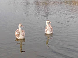 Stalking Swans - 3 by JasmineAlcorn