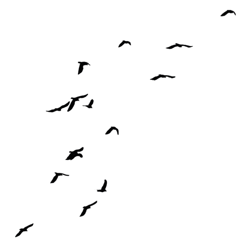 Birds Two :: PNG Stock by Selunia