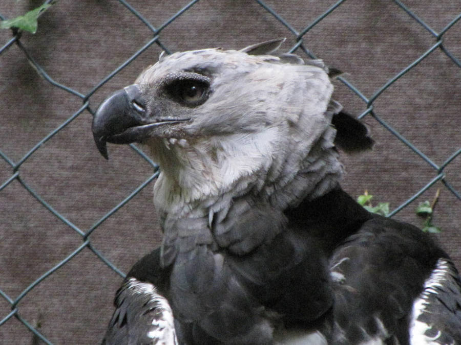 american harpy eagle 01