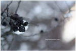 Winter Berries I by 3wyl