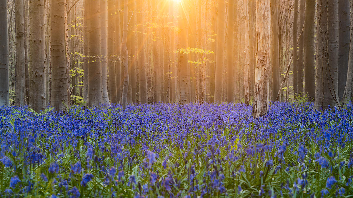 Vernal Awakening III by NicolasAlexanderOtto