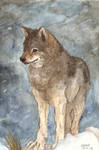 Wolf in the snow by Liedeke