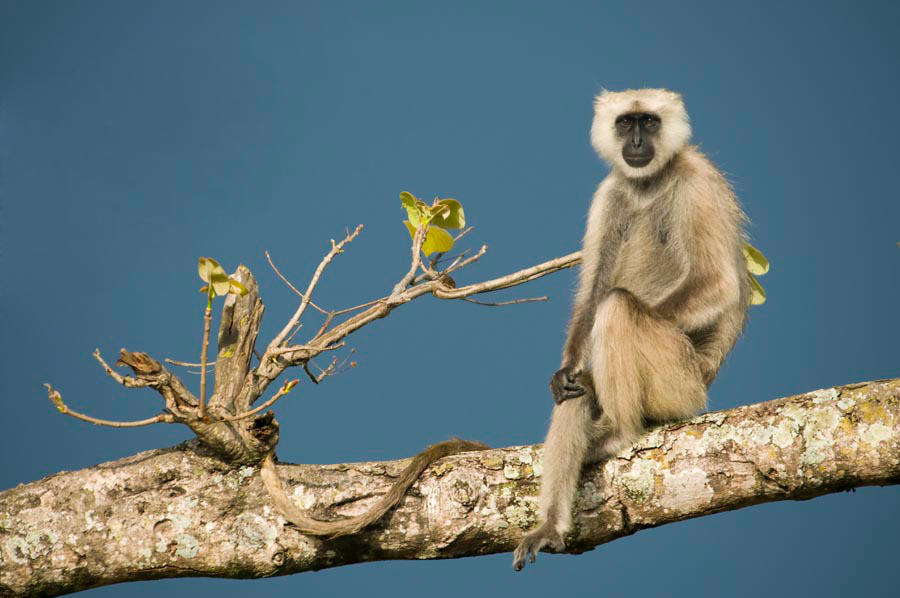 Langur by Ravinss
