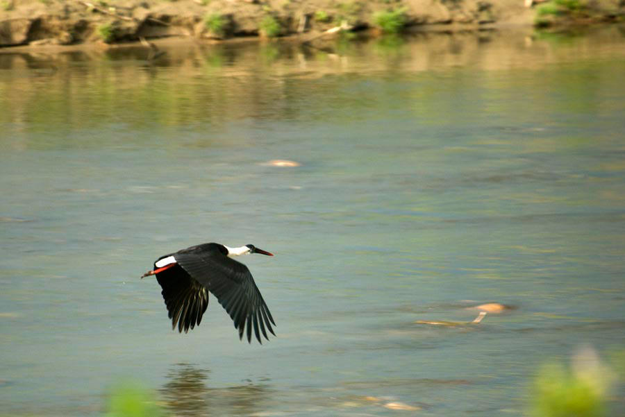 Stork in flight by Ravinss