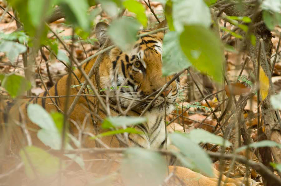 Eye of the Tiger by Ravinss