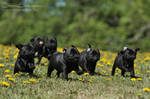 Licorice running down a hill by SaNNaS