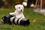 puppy by Maaira