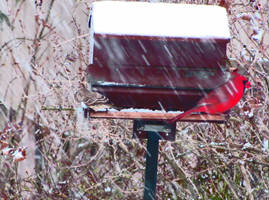 Cardinal Blizzard by jtwid8