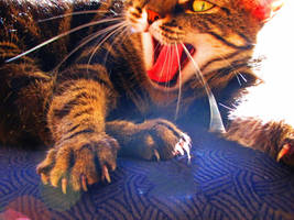 Mia Yawning by jtwid8