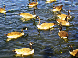 Duck Duck Goose by jtwid8