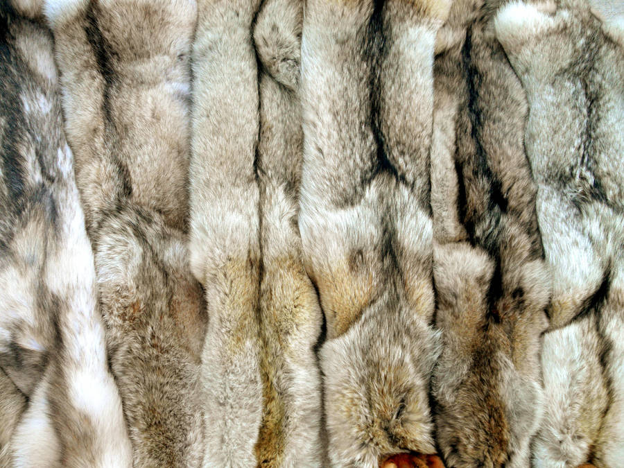 almost a coat by AdarkerNEMISIS