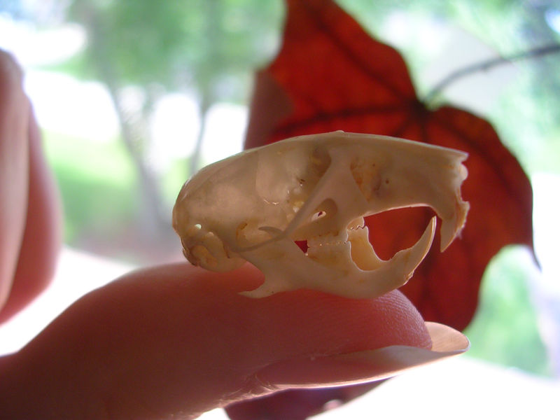 Dwarf Hamster Skull by WildSpiritWolf