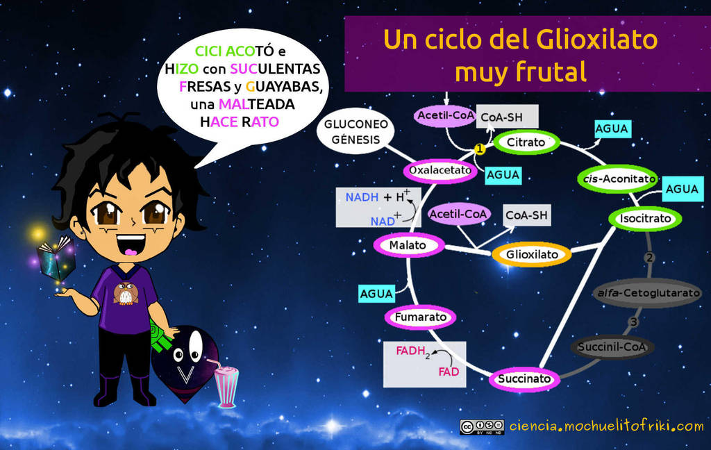 Ciclo del glioxilato by Mochuelitofriki