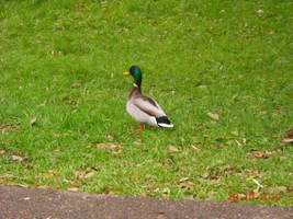 Duck of Liberty by CallistoSangre