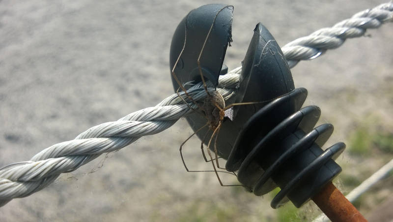 Stable Spider on an Electric Fence by SavantGuarde