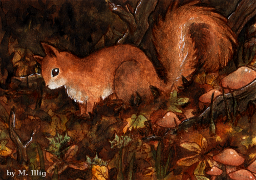 Squirrel! Suquii qui urell... by Diaris