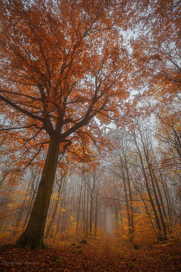 Path is gone by dominique-merot