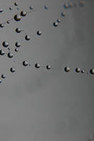 Strange Fruit by marycontrary