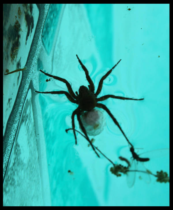 More Spiders in the pool by 0007metroid on DeviantArt
