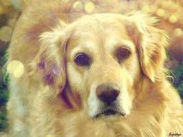 Sunshine by Setrahyn