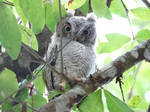 Baby Eastern Screech Owl by EyesofAmaris