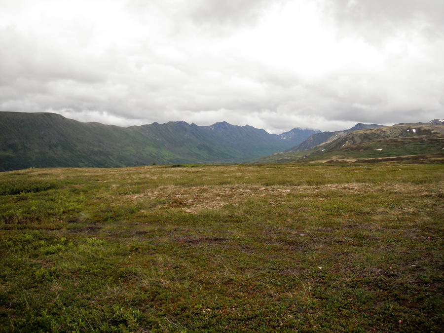 Field 4 by prints-of-stock