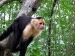 Capuchin Monkey in Costa Rica by DevastationStudios