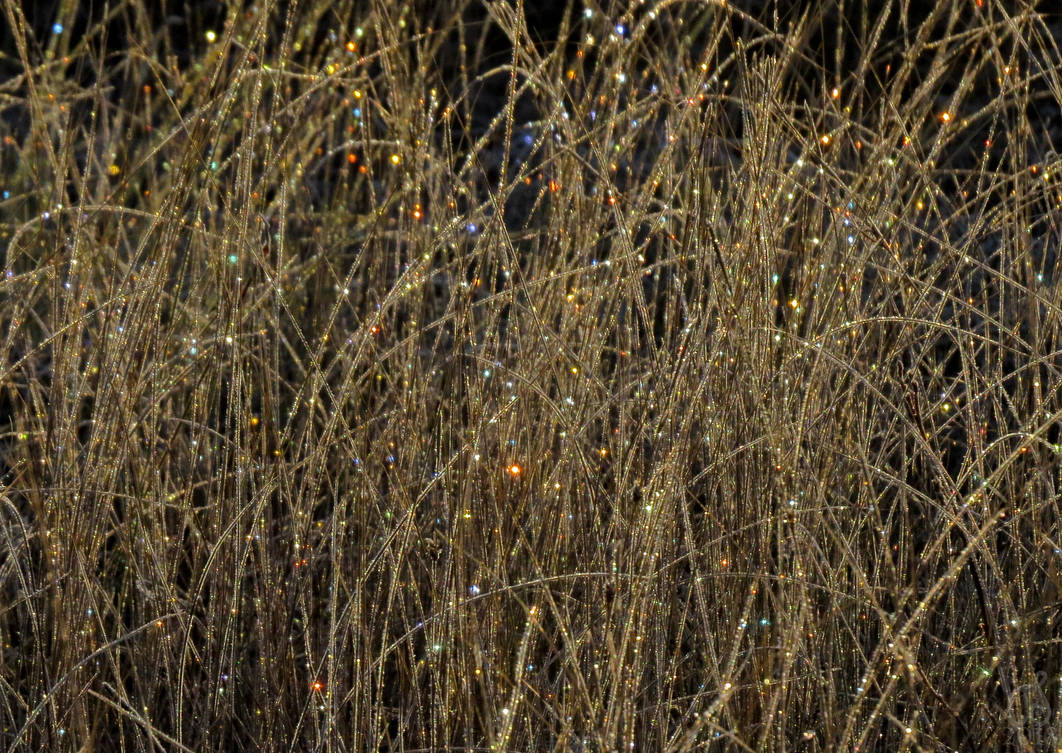 Fairy Lights by Tessasa Fairy Lights by Tessasa