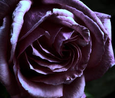 Purple Rose by whackeyjackie
