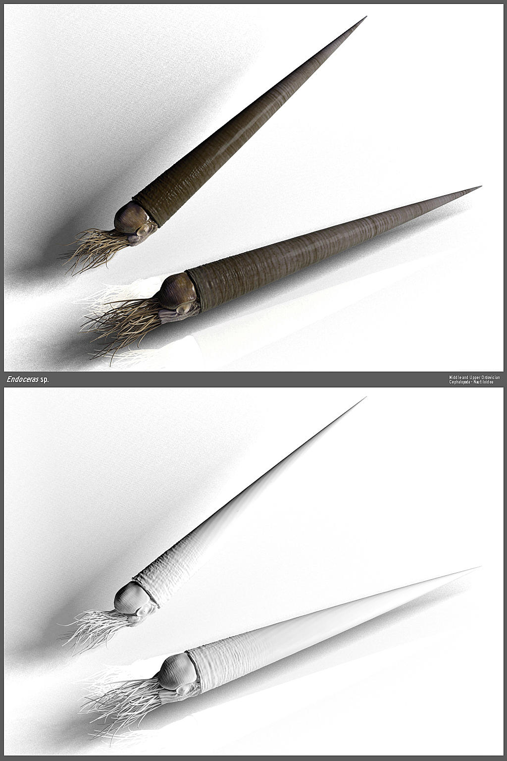 Endoceras Mesh by AStepIntoOblivion