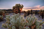 Cactus Sunset by YOSHIMETAL