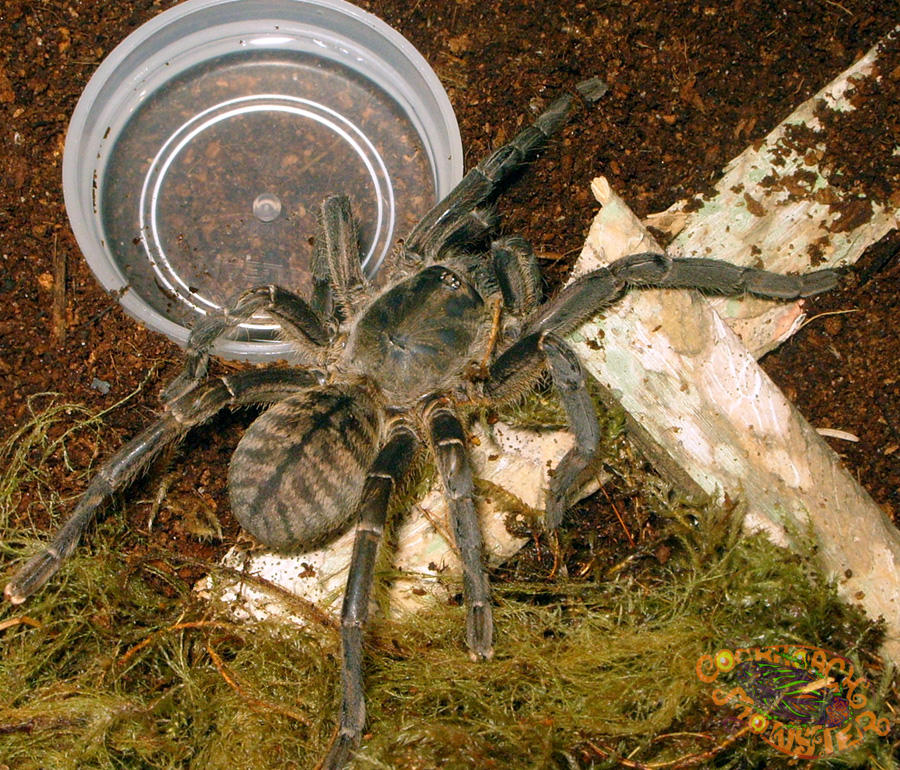 Haplopelma minax by Penanggalan on DeviantArt