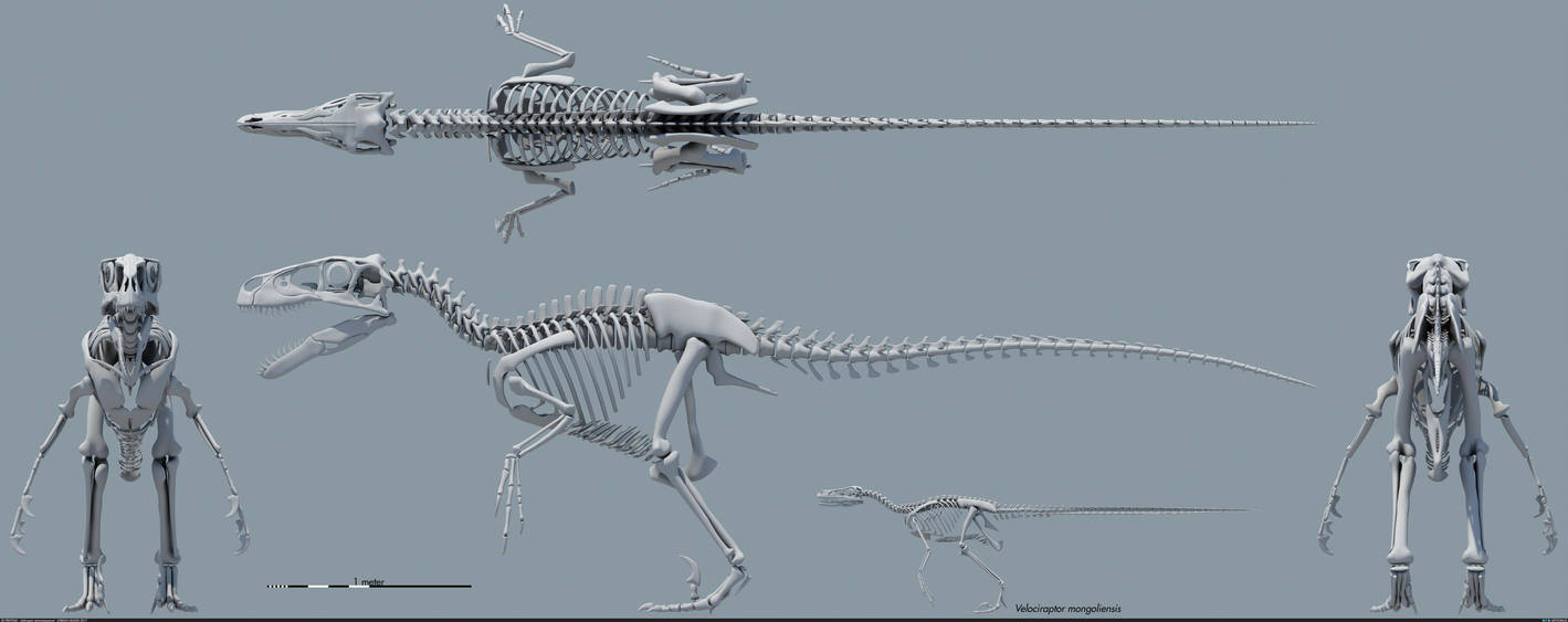 Utahraptor ostrommaysorum skeletal by MithosKuu