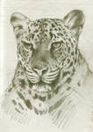 leopard 4 by Repaul