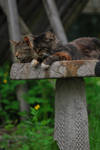 Sleeping in the Birdbath by coffeenoir
