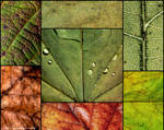 Textures from Fall by alahay