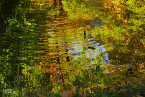 Fall Spectrum by alahay