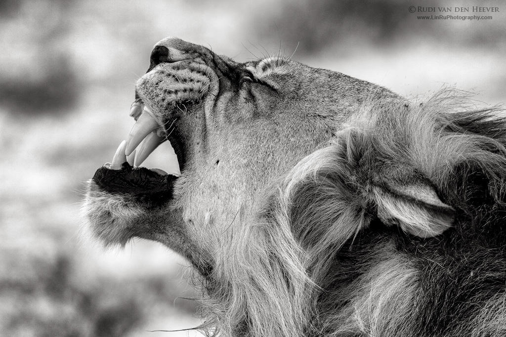 Afficher l’image source