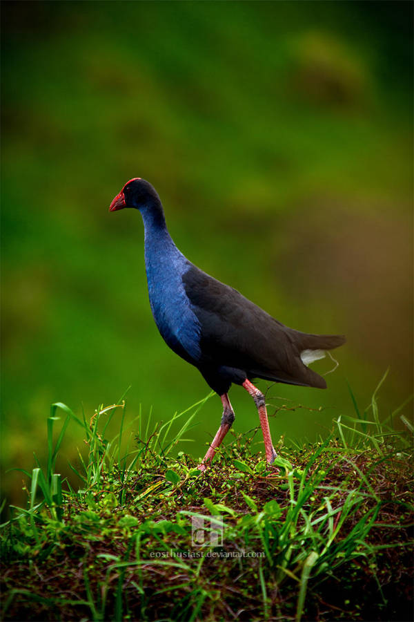 The Majestic Pukeko by EOSthusiast